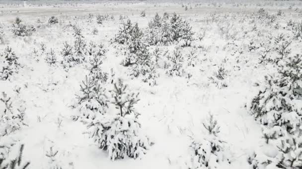 Julgranar på fältet är fantastiskt täckta med snö, flygfoto. — Stockvideo