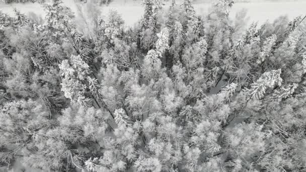 Новорічний зимовий ліс вражаюче вкритий снігом, видом на повітря . — стокове відео