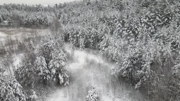 Bosque de invierno de Navidad bellamente cubierto de nieve, vista aérea. — Vídeo de stock