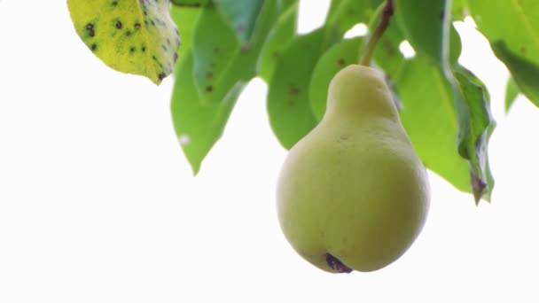 Délicieuse poire suspendue dans un feuillage vert. Il est temps de récolter les fruits. — Video