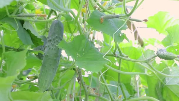 Un delizioso cetriolo pende nel fogliame verde, la mano lo raccoglie. — Video Stock