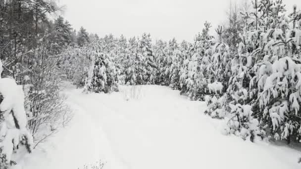 Nieuwjaar winter bos is opvallend bedekt met sneeuw, luchtfoto 's. — Stockvideo