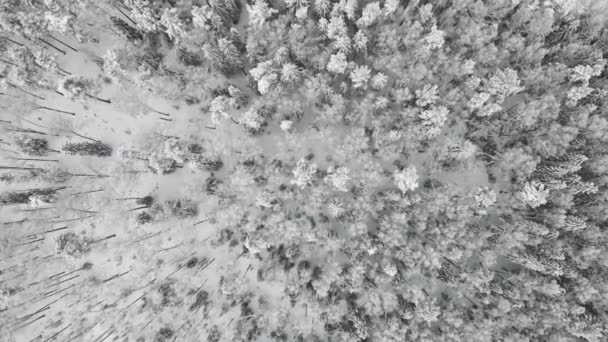 New Years winter forest is completely covered with snow, aerial view. — Stock Video