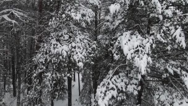 Nieuwjaar winterbos is prachtig bedekt met sneeuw, uitzicht vanuit de lucht. — Stockvideo