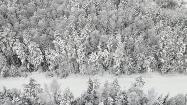 Nouvel An forêt d'hiver est festivement recouvert de neige, vue aérienne. — Video