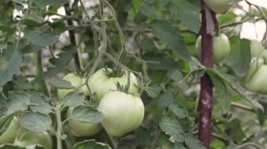 Genç yeşil güzel domatesler Bir dalın üzerindeki serada.