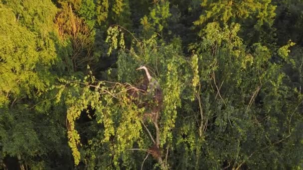 Garza gris en un nido en un árbol oscilante del viento, vista superior. — Vídeos de Stock