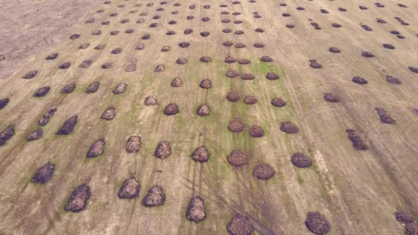 Zburând peste grămezi mici rotunde de gunoi de grajd într-un câmp agricol . — Videoclip de stoc