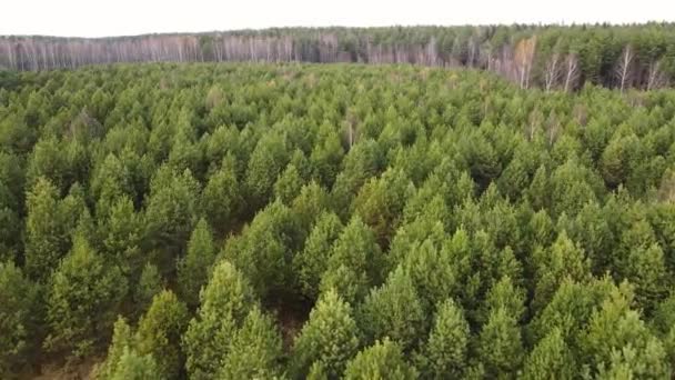 Vliegen over dicht groeiende jonge groene sparren bomen, uitzicht vanuit de lucht. — Stockvideo