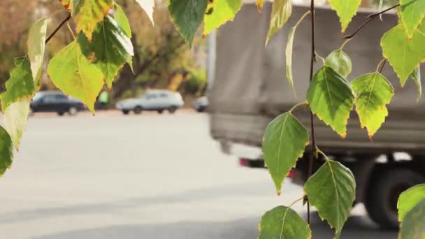 Close-up de um ramo com folhas verdes em primeiro plano, vento. — Vídeo de Stock