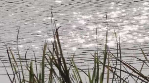 Deslumbramiento del sol refleja y juega en el agua. — Vídeos de Stock