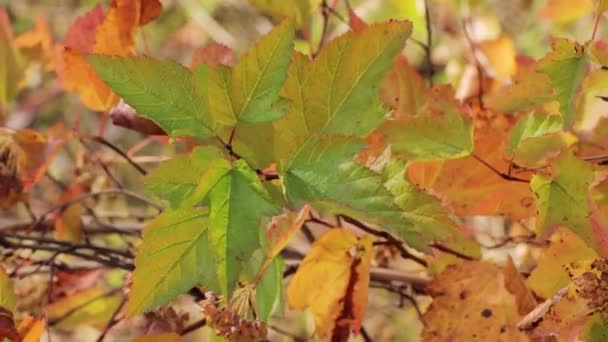 Automne belles feuilles aux couleurs vives colorées balancent dans le vent. — Video