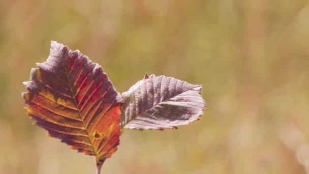 秋の美しいバーガンディは風に揺れる枝の上に残します. — ストック動画
