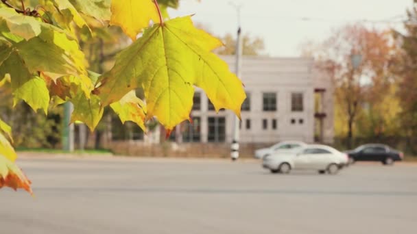 Close-up de um ramo com folhas de bordo amarelas em primeiro plano, vento. — Vídeo de Stock