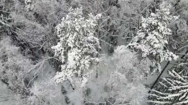 Nový rok zimní les je pohádkově pokryt sněhem, letecký pohled. — Stock video