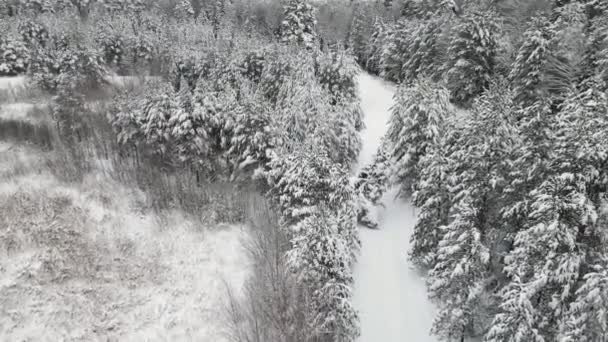 Floresta de inverno de Natal fabulosamente coberta de neve, vista aérea. — Vídeo de Stock