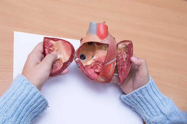 Pupils hands are close-up to disassemble the model of the heart.