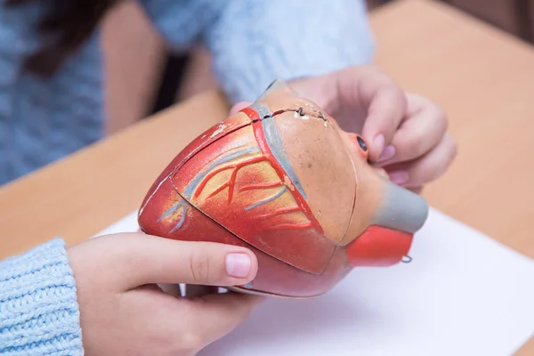 Pupils hands are examining the model of the heart in close-up. Stock Photo