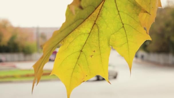 Close-up of a yellow maple leaf shaking in the wind. — Stock Video