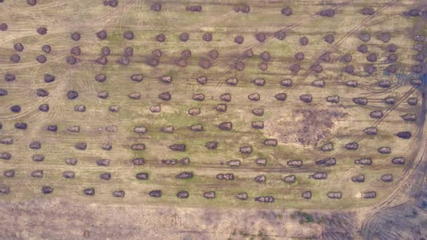 De petits tas ronds de fumier dans un champ agricole se trouvent en rangs pairs. — Video