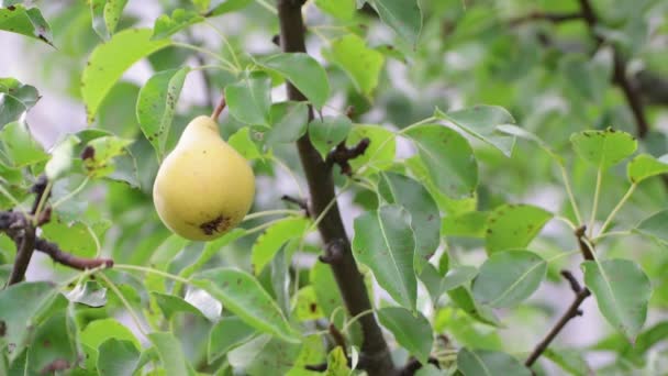 La pera matura che pende in fogliame verde è strappata da un ramo. — Video Stock