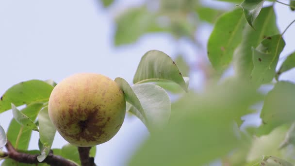 Одна смачна груша висить у зеленому листі . — стокове відео