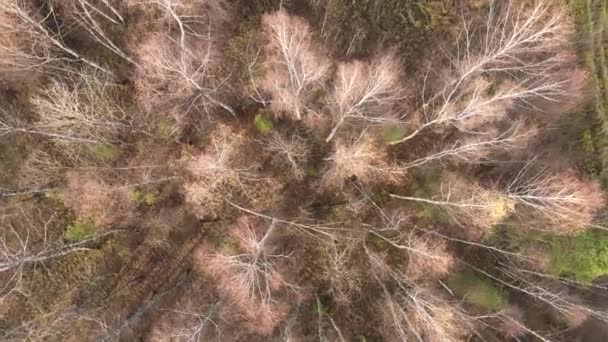 Toppar av träd med kasserade blad, flygbild. — Stockvideo