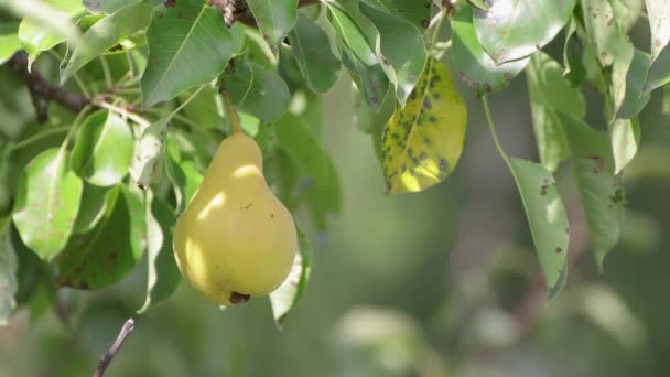 Eine nützliche Birne, die im grünen Laub hängt, wird von einem Zweig gepflückt. — Stockvideo