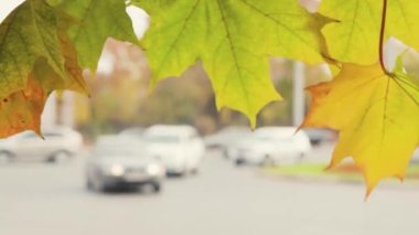 Ön planda, sarı-yeşil akçaağaç yaprakları, rüzgar.