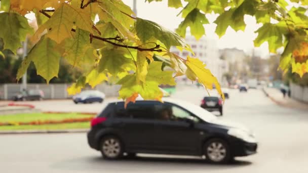Un ramo con foglie d'acero giallo-verde in primo piano, vento. — Video Stock