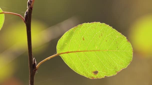 Et efterår smukt grønt blad på en gren svajer i vinden. – Stock-video