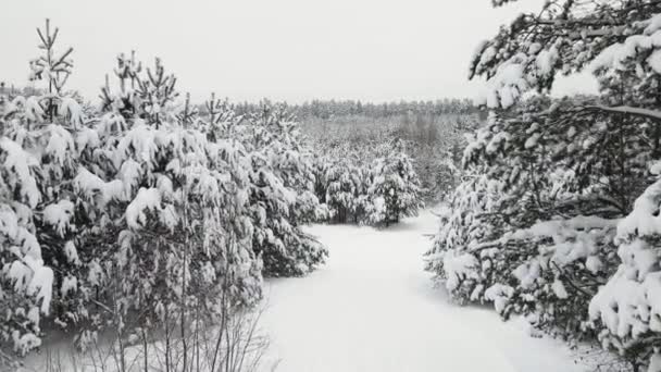 Christmas winter forest wonderfully covered with snow, aerial view. — Stock Video