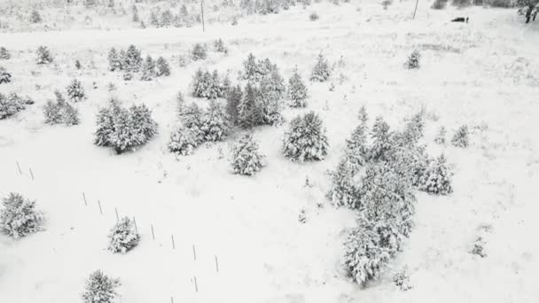 Christmas trees in the field are fabulously covered with snow, aerial view. — Stock Video