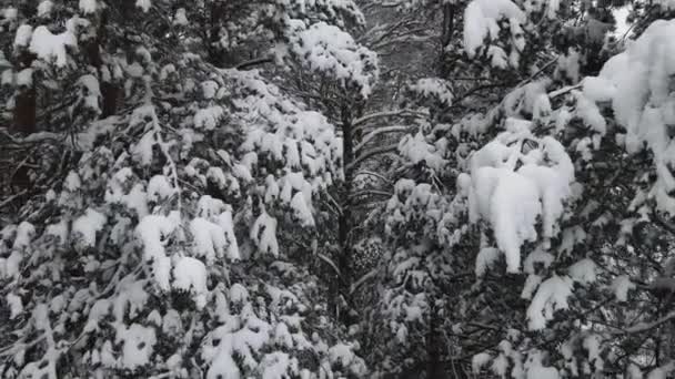 Nieuwjaar winter bos is mysterieus bedekt met sneeuw, vanuit de lucht uitzicht. — Stockvideo