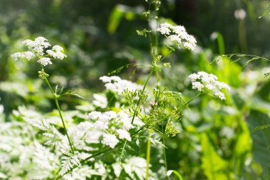 Beyaz kır çiçekleri açık