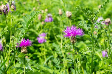 Tarladaki kır çiçekleri 