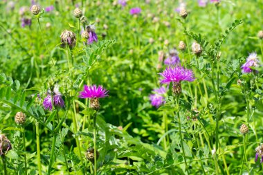 Tarladaki kır çiçekleri  