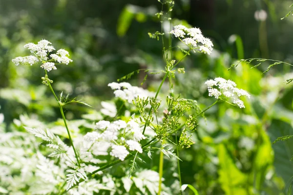 Beyaz kır çiçekleri açık