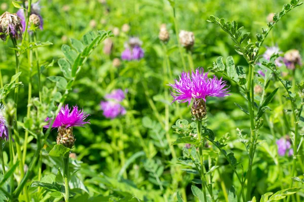 Tarladaki kır çiçekleri 