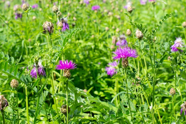 Tarladaki kır çiçekleri  