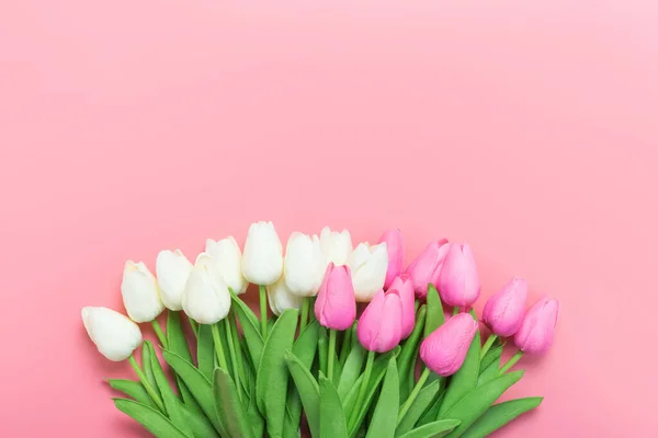 Pembe zemin üzerinde pembe ve beyaz laleler demet bahar çiçekleri yazı için boş alan. Anneler Günü ya da Kadınlar Günü kompozisyonu.