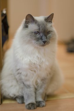 güzel kabarık ev kedisi