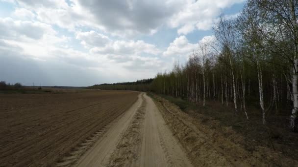 Деревья в осенний ветреный день — стоковое видео