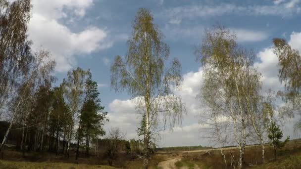 Деревья в осенний ветреный день — стоковое видео