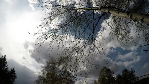 Trees in autumn windy day — Stock Video