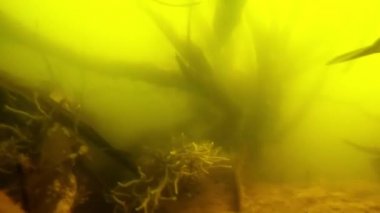 Yayın balığı için askolsun46 Nehri