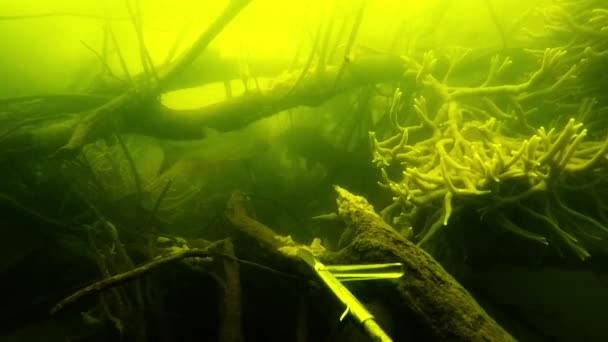 Rzeki spearfishing w jeziorach — Wideo stockowe