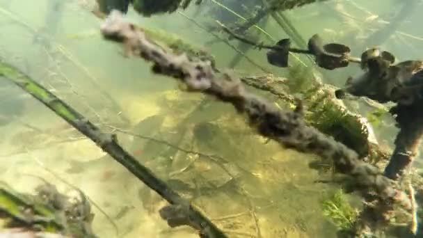 Unterwasserwelt, Fluss — Stockvideo