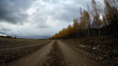 ağaçlarda sonbahar rüzgarlı gün