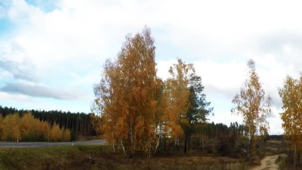 arbres en automne journée venteuse 